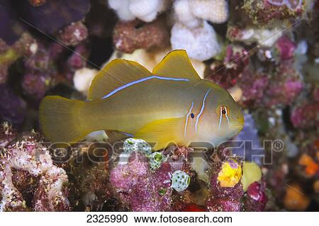 Stock Image - Fiji, Citron Goby (Gobiodon Citrinus), Sometimes Referred To As Citrin Or Clown Goby.. Fotosearch