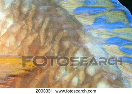 Stock Image - Fiji, Close-Up Detail Of Female Parrotfish, Fin And Scales (Scarus Dimidiatus) At Night. Fotosearch