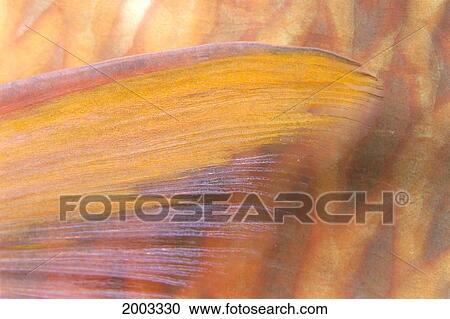 Stock Image - Fiji, Close-Up Detail Of Pectoral Fin, Female Parrotfish (Scarus Dimidiatus) At Night. Fotosearch