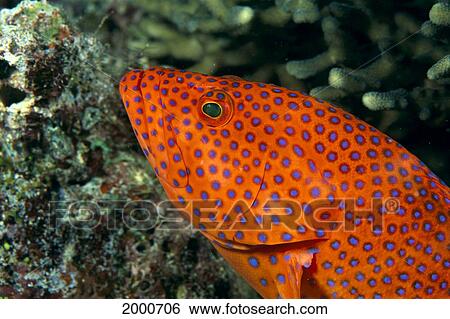 Fiji, Close-Up Of Coral Grouper (Cephalopholis Miniata) Head View Large Photo Image Stock Photograph - Fiji, Close-Up Of Coral Grouper (Cephalopholis Miniata) Head. Fotosearch