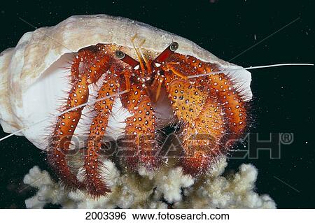 Stock Photograph - Fiji, Close-Up Of Hermit Crab Standing On Coral, Looking At Camera. Fotosearch