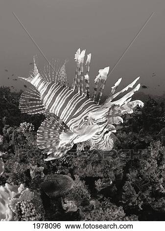 Stock Photograph - Fiji, Close-Up Of Lionfish (Pterois Volitans) Over Coral Reef In Ocean (Sepia Photograph).. Fotosearch