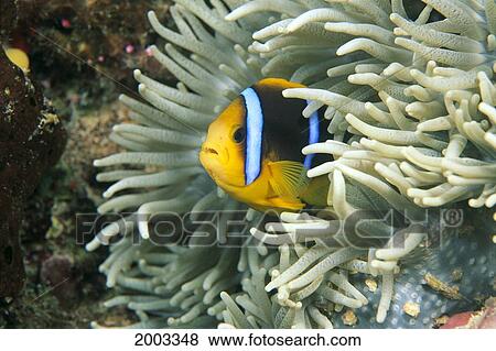 Fiji, Close-Up Of Orange-Fin Anemonefish (Amphiprion Chrysopterus) In Anemone View Large Photo Image Stock Photo - Fiji, Close-Up Of Orange-Fin Anemonefish (Amphiprion Chrysopterus) In Anemone. Fotosearch