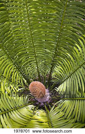 Fiji, Close up of palm related plant; Denarau Island View Large Photo Image Stock Image - Fiji, Close up of palm related plant; Denarau Island. Fotosearch