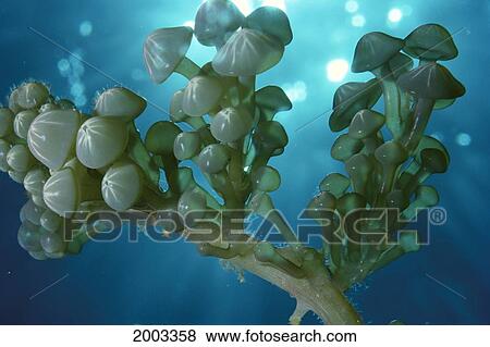 Fiji, Close-Up Of Sea Grapes In Bright Blue Ocean Water, Sunlight Filtering Through View Large Photo Image Stock Photo - Fiji, Close-Up Of Sea Grapes In Bright Blue Ocean Water, Sunlight Filtering Through. Fotosearch
