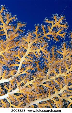 Stock Photo - Fiji, Close-Up Of Soft Coral Showing Polyps Feeding (Siphonogorgia Sp? ). Fotosearch