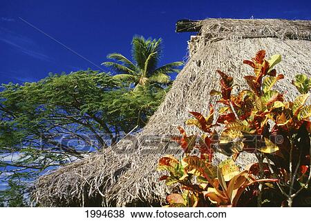 Stock Photo - Fiji, Close-Up On The Roof Of A Thatched Hut, Palm Trees, Blue Sky. Fotosearch