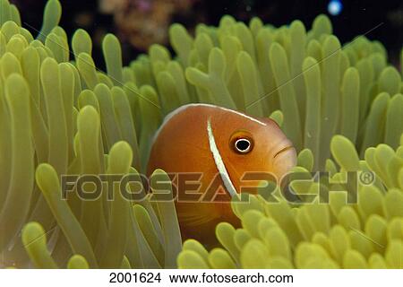Picture - Fiji, Close-Up Pink Anemonefish (Amphiprion Perideraion) Anemone Heteractis Magnifica. Fotosearch
