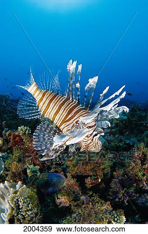 Fiji, Close-Up Side View Lionfish Over Coral Reef With Blue Ocean (Pterois Volitans) View Large Photo Image Stock Photo - Fiji, Close-Up Side View Lionfish Over Coral Reef With Blue Ocean (Pterois Volitans). Fotosearch