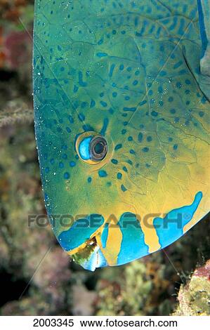 Fiji, Close-Up Side View Of Male Minifin Parrotfish (Scarus Altipinnis) At Night View Large Photo Image Stock Photography - Fiji, Close-Up Side View Of Male Minifin Parrotfish (Scarus Altipinnis) At Night. Fotosearch