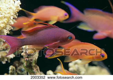 Fiji, Close-Up Side View, One Male And Several Female Lyretail Anthias (Pseudanthias Squammipinnis) View Large Photo Image Stock Image - Fiji, Close-Up Side View, One Male And Several Female Lyretail Anthias (Pseudanthias Squammipinnis). Fotosearch