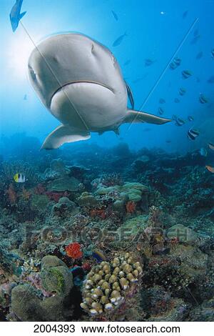 Fiji, Close-Up Underside Gray Reef Shark (Carcharhinus Amblyrhynchos) Over Reef Scene Sunburst Colorful View Large Photo Image Stock Image - Fiji, Close-Up Underside Gray Reef Shark (Carcharhinus Amblyrhynchos) Over Reef Scene Sunburst Colorful. Fotosearch
