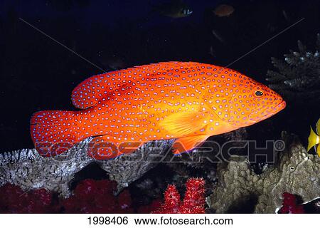 Stock Photograph - Fiji, Coral Rock Cod (Cephalopholis Miniatus) B1948. Fotosearch