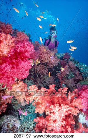 Stock Photo - Fiji, Diver in background of colorful soft coral reef scene with anthias. Fotosearch