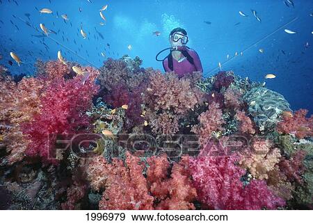 Stock Photo - Fiji, Diver In Background Of Soft Coral, Blue Ribbon Eel, Colorful Reef Scene A80E. Fotosearch