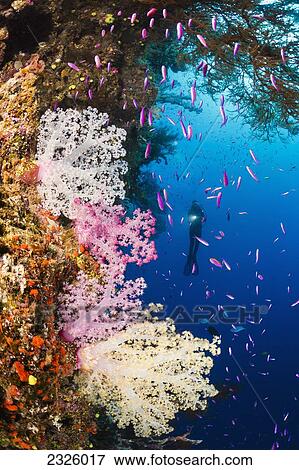 Fiji, Diver With Schooling Anthias And Alcyonarian Coral. View Large Photo Image Stock Photo - Fiji, Diver With Schooling Anthias And Alcyonarian Coral.. Fotosearch