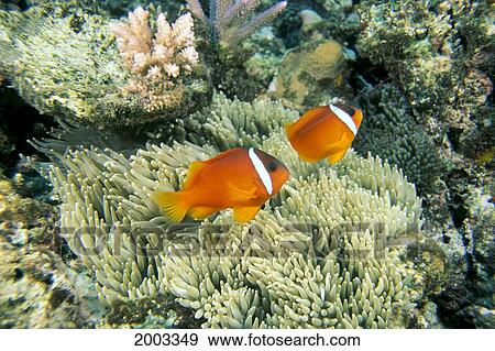 Fiji, Dusky Clownfish, Pair (Amphiprion Melanopus) Swim Over Anemone View Large Photo Image Stock Photo - Fiji, Dusky Clownfish, Pair (Amphiprion Melanopus) Swim Over Anemone. Fotosearch
