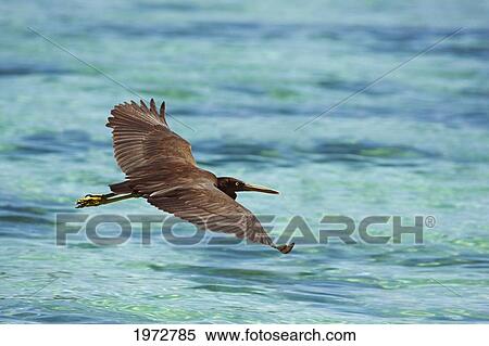 Fiji, Easter Reef Egret (Egretta Sacra) Also Known As The Pacific Reef Egret, Is A Type Of Egret, A Subclass Of Herons. View Large Photo Image Stock Photography - Fiji, Easter Reef Egret (Egretta Sacra) Also Known As The Pacific Reef Egret, Is A Type Of Egret, A Subclass Of Herons.. Fotosearch