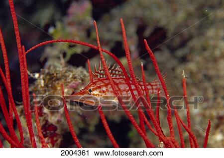 Fiji, Front Angle Of Longnose Hawkfish (Oxycirrhites Typus) Near Red Whip Coral Ellisella Sp? View Large Photo Image Stock Image - Fiji, Front Angle Of Longnose Hawkfish (Oxycirrhites Typus) Near Red Whip Coral Ellisella Sp?. Fotosearch