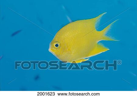 Fiji, Golden Damselfish Against Light Blue Ocean Background (Amblyglyphidodon Aureus) View Large Photo Image Stock Image - Fiji, Golden Damselfish Against Light Blue Ocean Background (Amblyglyphidodon Aureus). Fotosearch