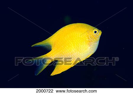 Stock Image - Fiji, Golden Damselfish (Amblyglyphidodon Ureus) Swimming Upward. Fotosearch