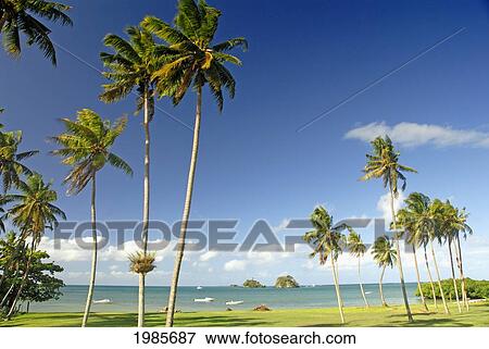 Fiji, Grassy shoreline with tall palm trees along ocean with boats and small islands; Taveuni View Large Photo Image Stock Photo - Fiji, Grassy shoreline with tall palm trees along ocean with boats and small islands; Taveuni. Fotosearch