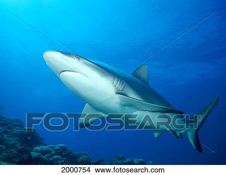 Fiji, Gray Reef Shark (Carcharhinus Amblyrhynchos) Underside Angled View View Large Photo Image Picture - Fiji, Gray Reef Shark (Carcharhinus Amblyrhynchos) Underside Angled View. Fotosearch