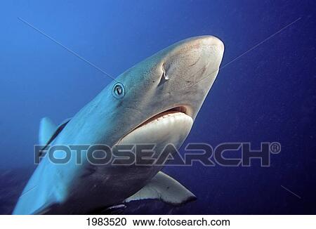 Fiji, Gray Reef Shark (Carcharhinus Amblyrhynchos). View Large Photo Image Stock Image - Fiji, Gray Reef Shark (Carcharhinus Amblyrhynchos).. Fotosearch