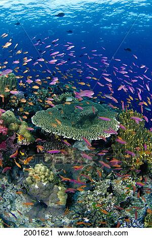 Stock Image - Fiji, Hard Coral Reef Scene With School Lyretail Anthias (Pseudanthias Squamipinnis) Surface Visible. Fotosearch