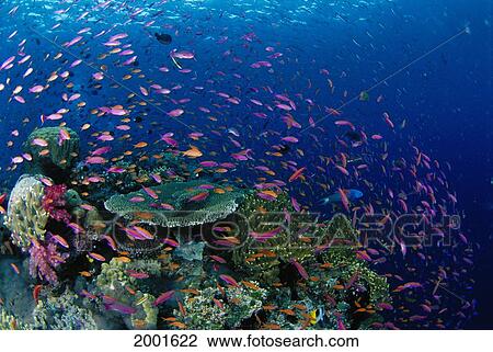 Stock Image - Fiji, Hard Coral Reef Scene With School Lyretail Anthias Surface (Pseudanthias Squamipinnis). Fotosearch