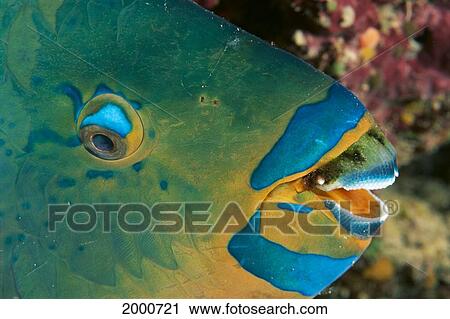 Fiji, Head Of Male Chameleon Parrotfish, Side View (Scarus Chameleon) At Night View Large Photo Image Stock Image - Fiji, Head Of Male Chameleon Parrotfish, Side View (Scarus Chameleon) At Night. Fotosearch