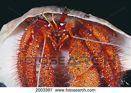 Fiji, Hermit Crab Extreme Close-Up Front View View Large Photo Image Stock Photo - Fiji, Hermit Crab Extreme Close-Up Front View. Fotosearch