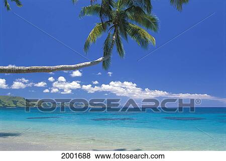 Stock Photo - Fiji, Kadavu Island, Palm Tree Stretched Over Turquoise Coastline. Fotosearch