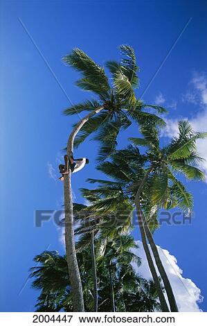 Fiji, Kadavu Islands, Upward View Of Young Boy Climbing Coconut Tree View Large Photo Image Stock Photo - Fiji, Kadavu Islands, Upward View Of Young Boy Climbing Coconut Tree. Fotosearch
