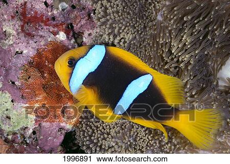 Stock Image - Fiji, Lau Islands, Anemone Fish And Eggs At Coral Reef, Close-Up Side View A85A. Fotosearch