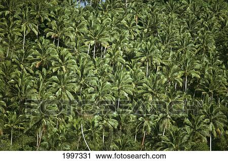 Fiji, Lau Islands, Copra Coconut Palms Forest A59G View Large Photo Image Stock Image - Fiji, Lau Islands, Copra Coconut Palms Forest A59G. Fotosearch