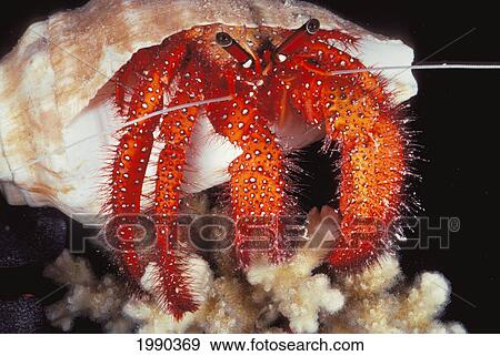 Fiji, Lau Islands, Hermit Crab, Close-Up Front View View Large Photo Image Stock Photo - Fiji, Lau Islands, Hermit Crab, Close-Up Front View. Fotosearch