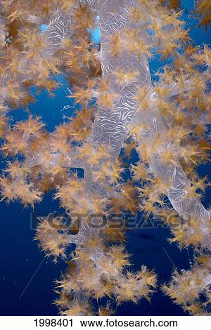 Fiji, Lau Islands, Tree Coral B1953 View Large Photo Image Stock Image - Fiji, Lau Islands, Tree Coral B1953. Fotosearch