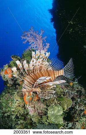 Fiji, Lionfish (Pterois Volitans) And Alcyonarian Coral (Dendronephthya Sp? ) View Large Photo Image Stock Image - Fiji, Lionfish (Pterois Volitans) And Alcyonarian Coral (Dendronephthya Sp? ). Fotosearch