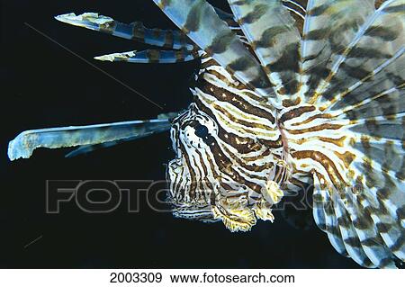 Fiji, Lionfish (Pterois Volitans) Side View, Head Detail View Large Photo Image Stock Photo - Fiji, Lionfish (Pterois Volitans) Side View, Head Detail. Fotosearch