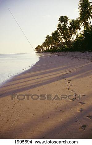 Picture - Fiji, Malololailai Island, Footprints In The Sand Of A Tropical Beach. Fotosearch