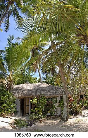 Stock Photo - Fiji, Mamanuca Islands, Malolo Island, Little Grass Hut Between Tall Palm Trees.. Fotosearch