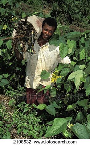Stock Image - Fiji, Man Harvesting Kava; Kadavu. Fotosearch