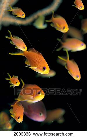 Fiji, Many Female Lyretail Anthias (Pseudanthias Squammipinnis) View Large Photo Image Stock Image - Fiji, Many Female Lyretail Anthias (Pseudanthias Squammipinnis). Fotosearch