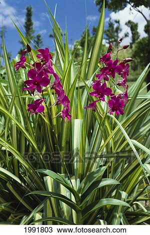 Stock Image - Fiji, Nadi, Garden Of The Sleeping Giant, Pink Orchids Growing In Field.. Fotosearch