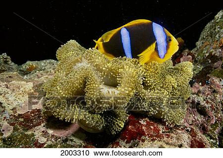 Stock Image - Fiji, Orange-Fin Anemonefish (Amphiprion Chrysopterus) In Anemone (Stichodactyla Mertensii). Fotosearch