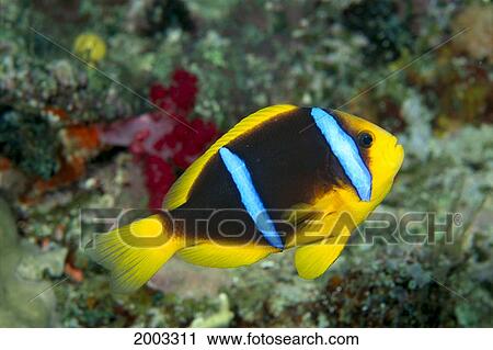 Fiji, Orange-Fin Anemonefish (Amphiprion Chrysopterus) Close-Up Side View View Large Photo Image Stock Image - Fiji, Orange-Fin Anemonefish (Amphiprion Chrysopterus) Close-Up Side View. Fotosearch