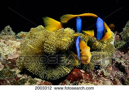 Fiji, Orange-Fin Anemonefish (Amphiprion Chrysopterus) In Anemone (Stichodactyla Mertensii) View Large Photo Image Stock Image - Fiji, Orange-Fin Anemonefish (Amphiprion Chrysopterus) In Anemone (Stichodactyla Mertensii). Fotosearch