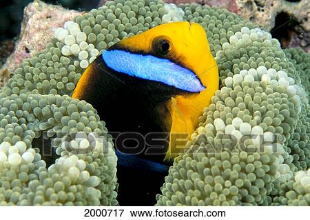 Stock Photo - Fiji, Orange-Fin Anenomefish (Amphiprion Chysopterus) In Anenome, Close-Up. Fotosearch