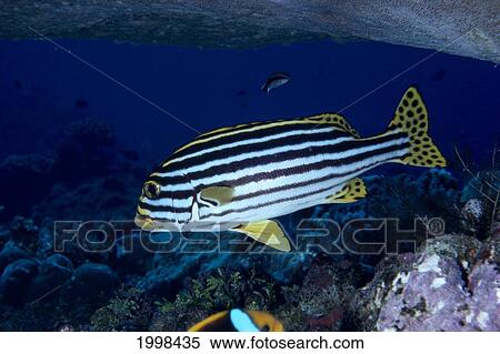 Stock Photography - Fiji, Oriental Sweet Lips Fish (Plectorhinchus Sp? ) B1957. Fotosearch